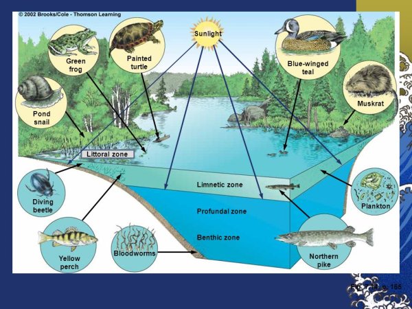 Круговорот веществ в сообществе водоема 3