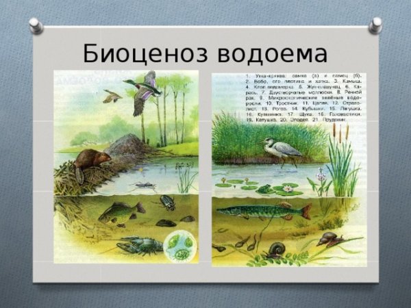 Биогеоценоз пруда