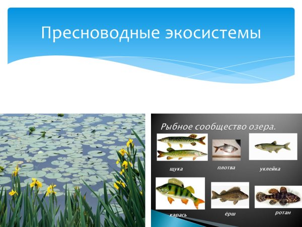 Экосистемы пресных вод