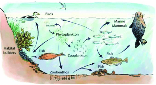 Пищевая сеть экосистемы море