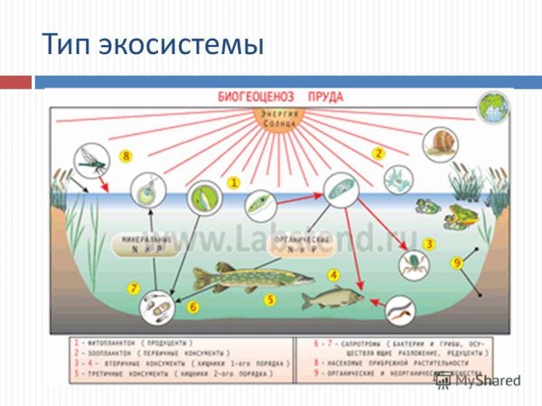 Биогеоценоз пруда схема