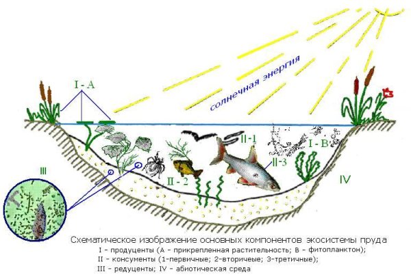 Биоценоз пресного водоема схема