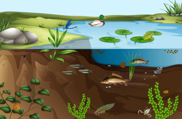 Экосистема водоема для дошкольников