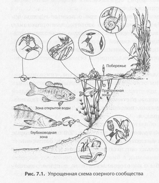 Схема круговорота веществ в сообществе водоема