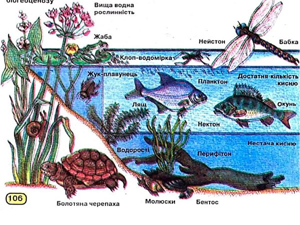 Биогеоценоз пруда схема