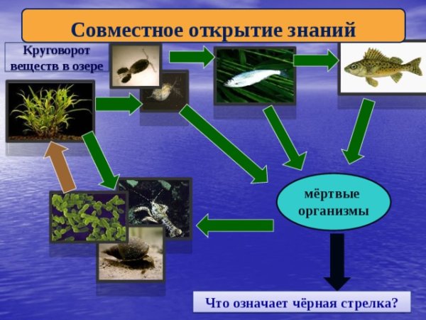 Круговорот веществ в сообществе водоема 3