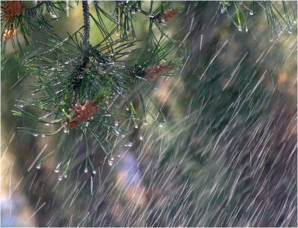 Капризы природы дождь