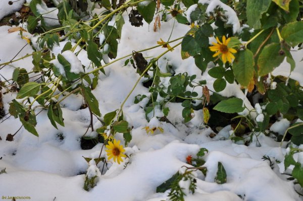 Капризы погоды картинки