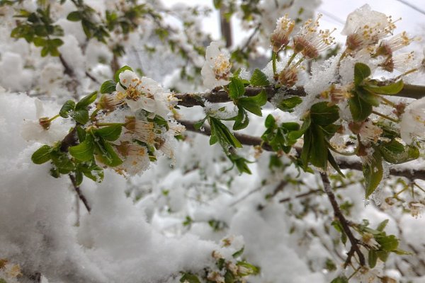 Капризы весны