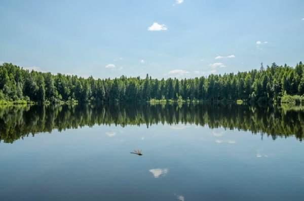 Заказник Бушковский лес в Кировской области
