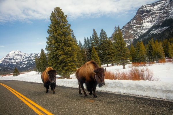 Монтана штат Yellowstone Park.