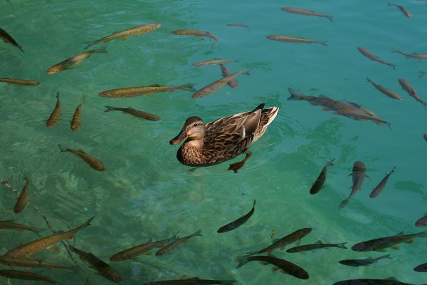 Национальный парк Плещеево озеро Флора и фауна