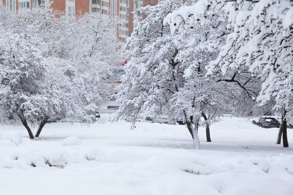 Заснеженные деревья в Москве