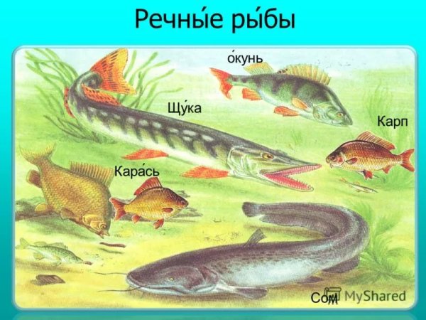 Обитатели рек и озер