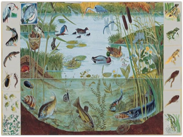 Обитатели водоемов для дошкольников