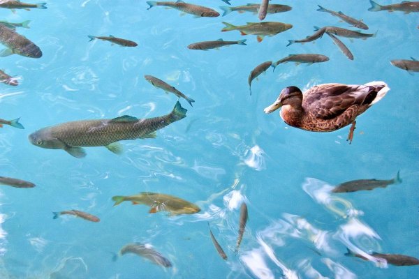 Плитвицкие озера рыбы