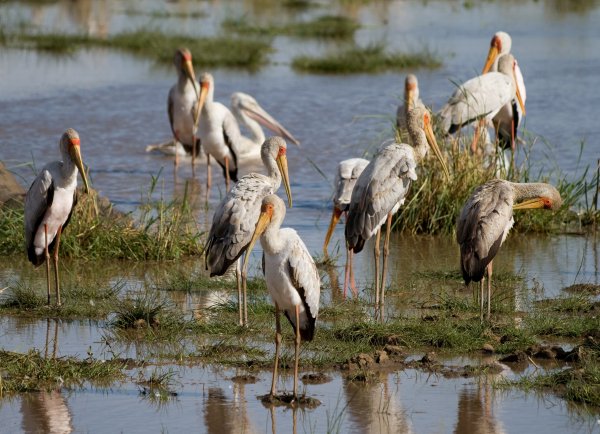 Птицы озера Маньяра