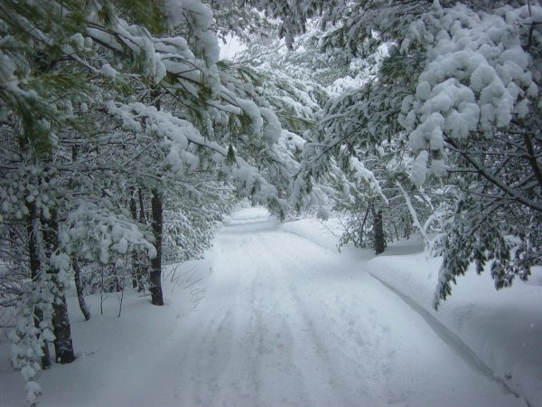 Много снега в лесу
