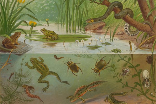 Обитатели пресных вод