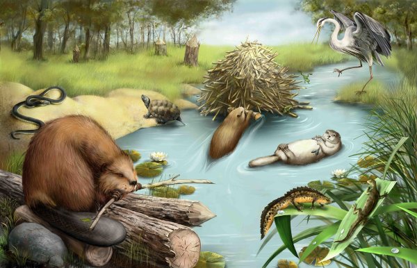 Обитатели водоемов для детей