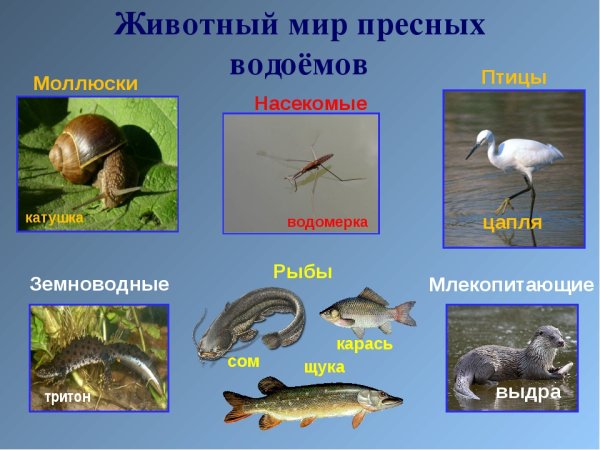 Обитатели пресеого водоёма