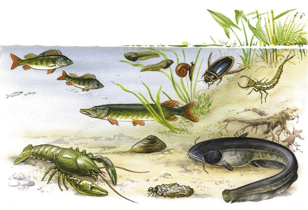 Речные обитатели