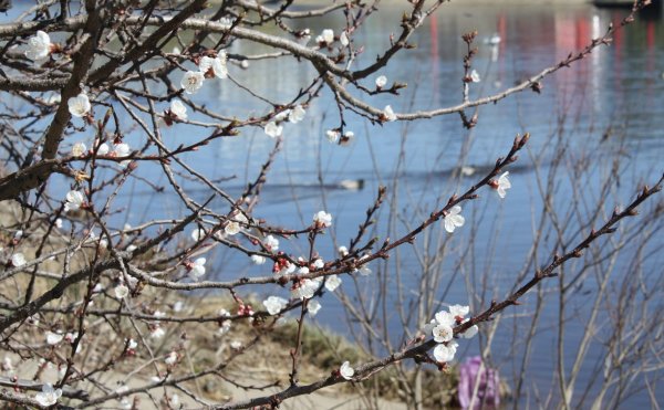 Ранняя Весна ветер