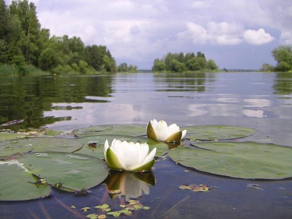 Белоснежная кувшинка Инерка Мордовия