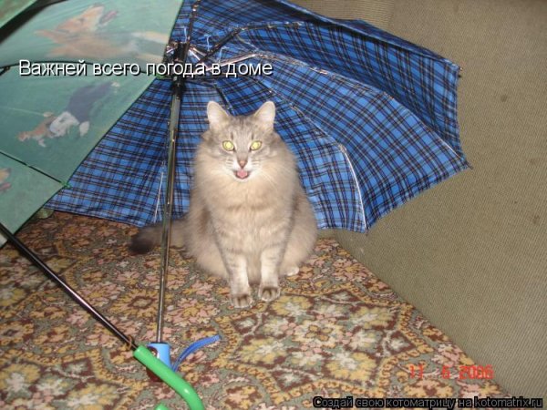 Главней всего погода в доме