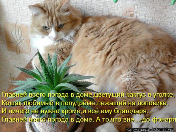 Главней всего погода в доме