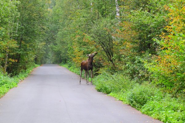 Парк заповедник Лосиный остров