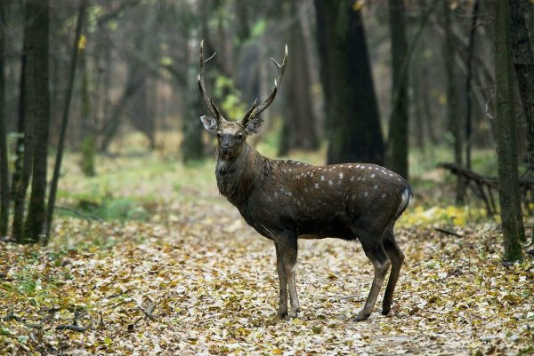 Лосиный остров