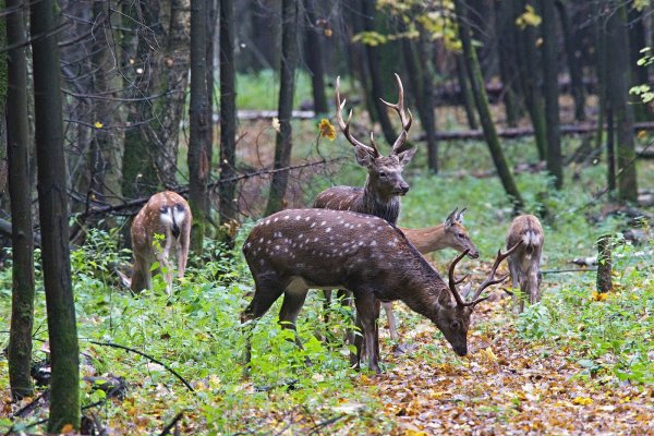 Лосиный остров национальный парк