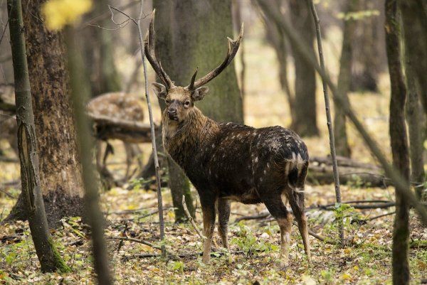 Лосиный заповедник в Москве