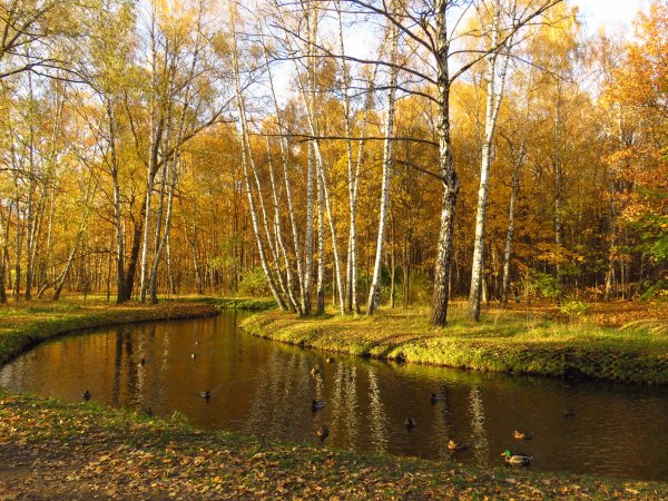 Лосиный остров национальный парк Москва