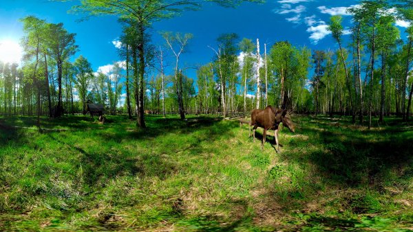 Лосиный остров национальный парк