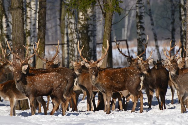 Национальный парк Лосиный остров Королев