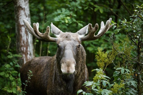 Парк заповедник Лосиный остров