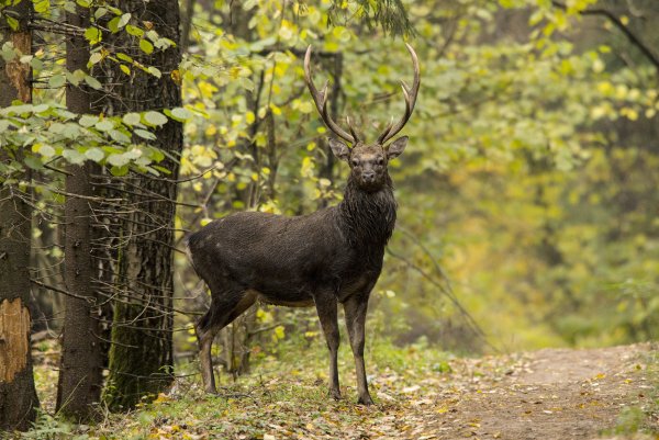 Национальный парк Лосиный остров Королев