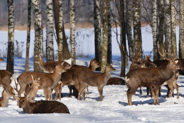 Национальный заповедник Лосиный остров