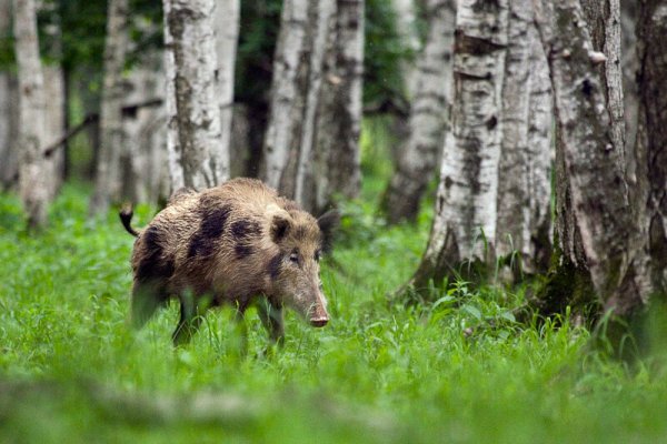 Парк Лосиный остров