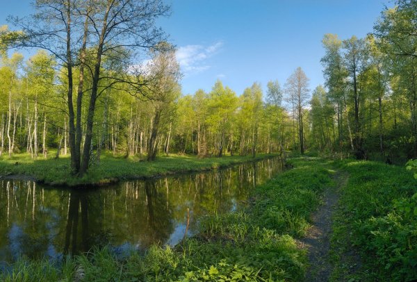 Мытищинский лесопарк Лосиный остров