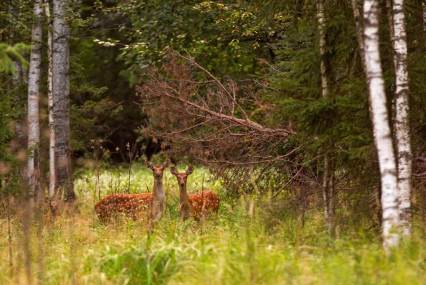 Национальный парк Лосиный остров Королев