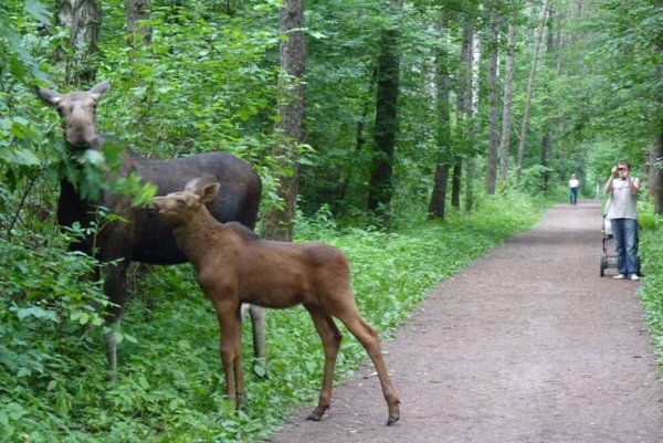 Национальный парк Лосиный остров королёв