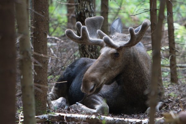 Лосиный остров национальный парк