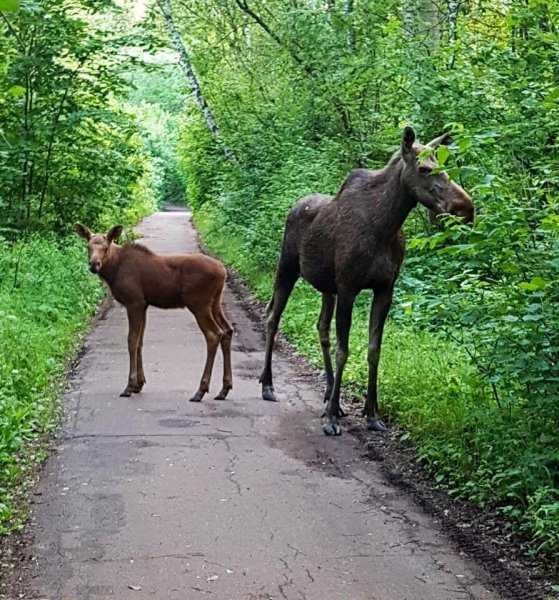 Парк заповедник Лосиный остров