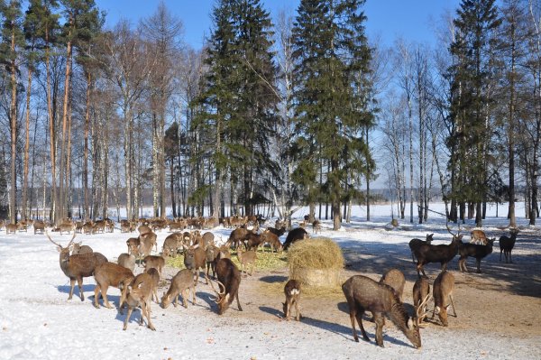 Национальный парк России Лосиный остров