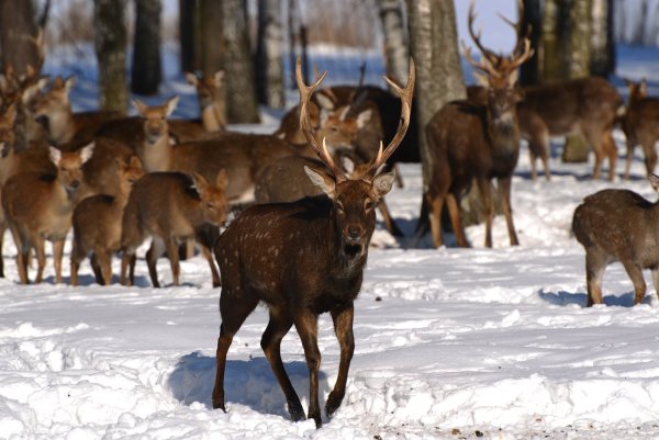 Лосиный остров национальный парк заповедник