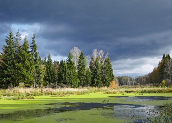 Парк заповедник Лосиный остров