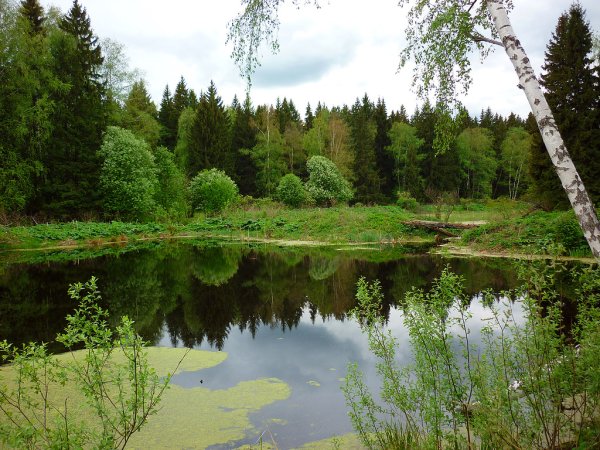 Лосиноостровский парк